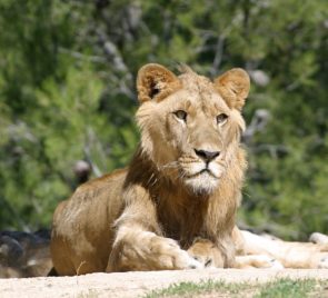 Animal Chamanisme Loup Blanc