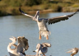 Animal Chamanisme Loup Blanc